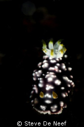 Taken at the Atlantis housereef in dauin, phiippines by Steve De Neef 